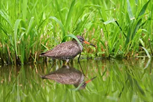 Redshanks: Common Redshank