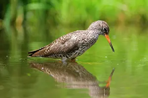 Redshanks: Common Redshank
