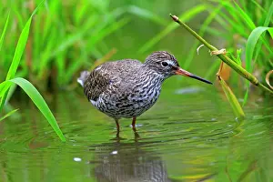 Redshanks: Common Redshank
