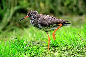 Redshanks: Common Redshank
