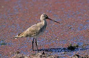 Redshanks: Common Redshank