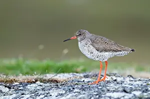 Redshanks: Common Redshank