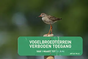 Legal: Common Redshank