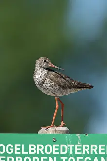 Legal: Common Redshank