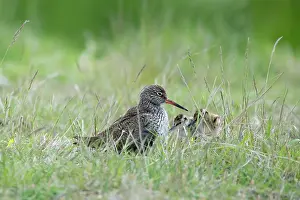 Overflakkee: Common Redshank
