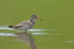 Schouwen: Common Redshank