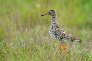 Overflakkee: Common Redshank