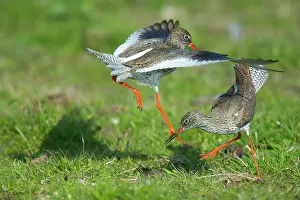 Ameland: Common Redshank