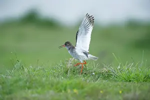 Overflakkee: Common Redshank