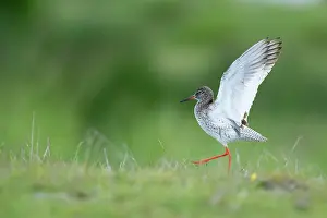 Overflakkee: Common Redshank