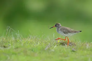 Overflakkee: Common Redshank