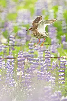 Lupin: Common Redshank