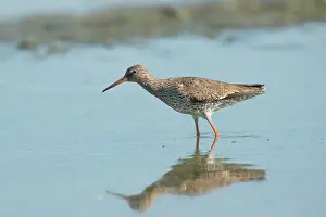Inlaag: Common Redshank
