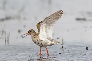 Totanus: Common Redshank