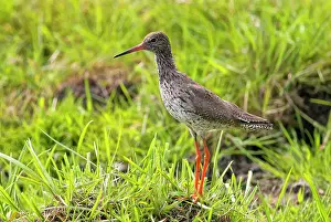 Totanus: Common Redshank
