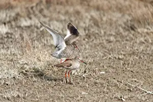 Totanus: Common Redshank