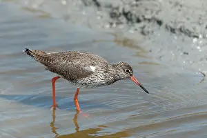 Totanus: Common Redshank
