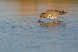 Totanus: Common Redshank