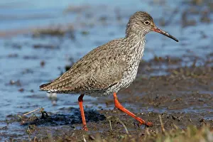 Totanus: Common Redshank