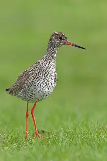 Totanus: Common Redshank
