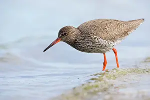 Totanus: Common Redshank