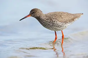 Totanus: Common Redshank