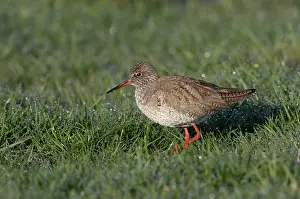 Totanus: Common Redshank