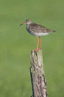 Totanus: Common Redshank