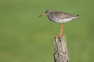 Totanus: Common Redshank
