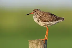 Totanus: Common Redshank