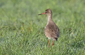 Totanus: Common Redshank