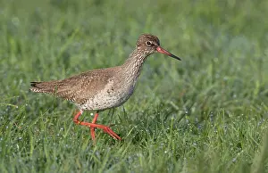Totanus: Common Redshank