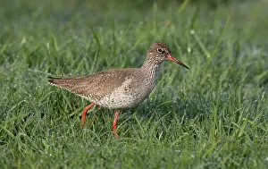 Totanus: Common Redshank