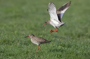Totanus: Common Redshank