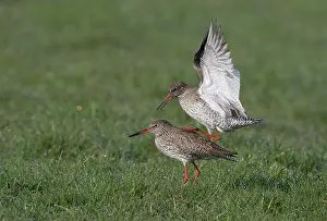 Totanus: Common Redshank