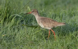 Totanus: Common Redshank