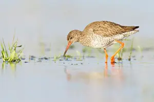 Totanus: Common Redshank