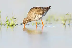 Totanus: Common Redshank