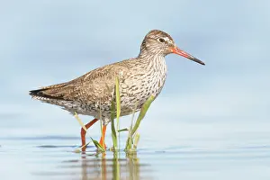 Totanus: Common Redshank