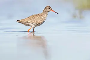 Totanus: Common Redshank