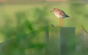 Totanus: Common Redshank