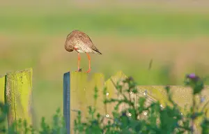 Totanus: Common Redshank