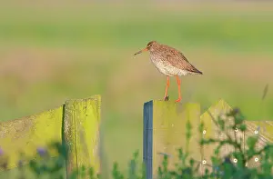 Totanus: Common Redshank