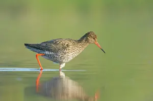 Totanus: Common Redshank