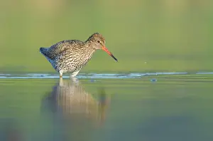 Totanus: Common Redshank