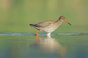 Totanus: Common Redshank