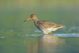 Totanus: Common Redshank