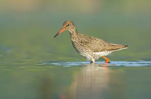 Totanus: Common Redshank