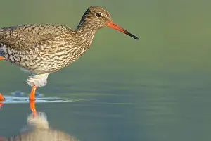 Totanus: Common Redshank
