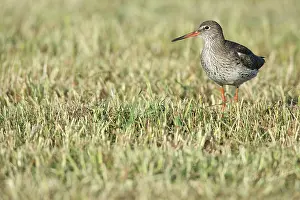 Mowed: Common Redshank